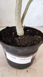 Planta Dobrada 2886 – 30cm – 02 anos - Imagem 7