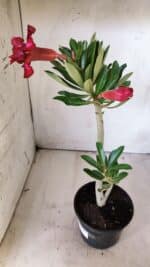 Planta Dobrada 2886 – 30cm – 02 anos - Imagem 6