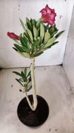 Planta Dobrada 2886 – 30cm – 02 anos - Imagem 5