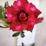 Planta Dobrada 2886 – 30cm – 02 anos