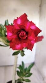 Planta Dobrada 2886 – 30cm – 02 anos