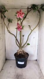 Planta Dobrada 2887 – 50cm – 05 anos - Imagem 2