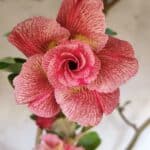 Planta Dobrada 2887 – 50cm – 05 anos