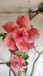 Planta Dobrada 2887 – 50cm – 05 anos