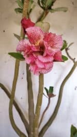 Planta Dobrada 2887 – 50cm – 05 anos - Imagem 5