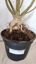 Planta Dobrada 2887 – 50cm – 05 anos - Imagem 10