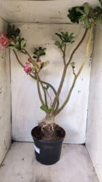 Planta Dobrada 2887 – 50cm – 05 anos - Imagem 14