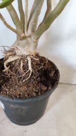 Planta Dobrada 2887 – 50cm – 05 anos - Imagem 13