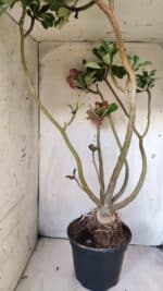 Planta Dobrada 2887 – 50cm – 05 anos - Imagem 12