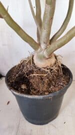 Planta Dobrada 2887 – 50cm – 05 anos - Imagem 11