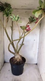Planta Dobrada 2887 – 50cm – 05 anos - Imagem 9
