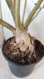 Planta Dobrada 2887 – 50cm – 05 anos - Imagem 8