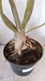 Planta Dobrada 2887 – 50cm – 05 anos - Imagem 7