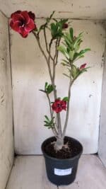 Planta Dobrada 2888 – 40cm – 03 anos - Imagem 2