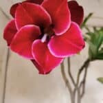 Planta Dobrada 2888 – 40cm – 03 anos