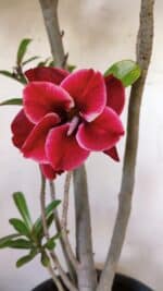 Planta Dobrada 2888 – 40cm – 03 anos - Imagem 4