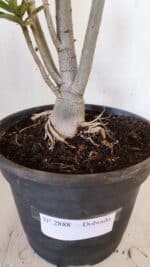 Planta Dobrada 2888 – 40cm – 03 anos - Imagem 8