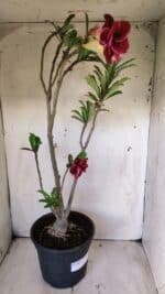 Planta Dobrada 2888 – 40cm – 03 anos - Imagem 7