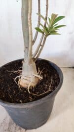 Planta Dobrada 2888 – 40cm – 03 anos - Imagem 5