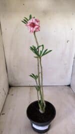 Planta Dobrada 2889 – 30cm – 02 anos - Imagem 2