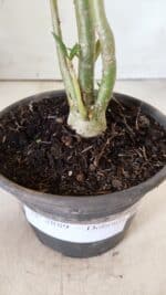 Planta Dobrada 2889 – 30cm – 02 anos - Imagem 7