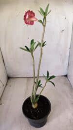 Planta Dobrada 2889 – 30cm – 02 anos - Imagem 6