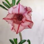 Planta Dobrada 2889 – 30cm – 02 anos