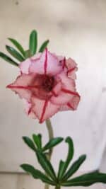 Planta Dobrada 2889 – 30cm – 02 anos