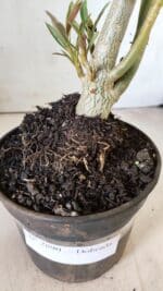 Planta Dobrada 2890 – 35cm – 03 anos - Imagem 6