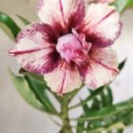 Planta Dobrada 2890 – 35cm – 03 anos