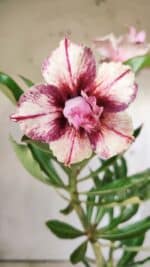 Planta Dobrada 2890 – 35cm – 03 anos