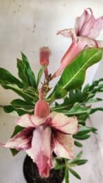 Planta Dobrada 2890 – 35cm – 03 anos - Imagem 4