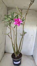 Planta Dobrada 2891 – 50cm – 04 anos - Imagem 2