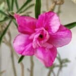 Planta Dobrada 2891 – 50cm – 04 anos