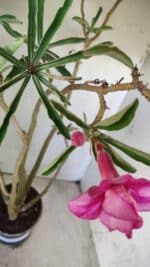 Planta Dobrada 2891 – 50cm – 04 anos - Imagem 4