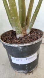 Planta Dobrada 2891 – 50cm – 04 anos - Imagem 6