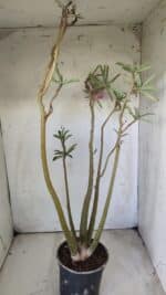 Planta Dobrada 2891 – 50cm – 04 anos - Imagem 9