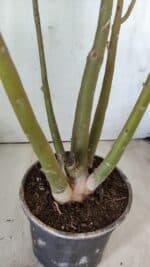 Planta Dobrada 2891 – 50cm – 04 anos - Imagem 5