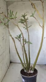 Planta Dobrada 2891 – 50cm – 04 anos - Imagem 8