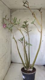 Planta Dobrada 2891 – 50cm – 04 anos - Imagem 7