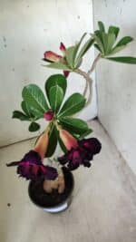 Planta Dobrada 2892 – 35cm – 03 anos - Imagem 5