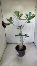 Planta Dobrada 2892 – 35cm – 03 anos - Imagem 8