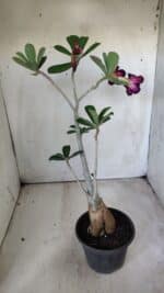 Planta Dobrada 2892 – 35cm – 03 anos - Imagem 6