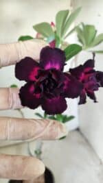 Planta Dobrada 2892 – 35cm – 03 anos - Imagem 4