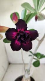 Planta Dobrada 2892 – 35cm – 03 anos