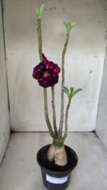 Planta Dobrada 2893 – 40cm – 03 anos - Imagem 2