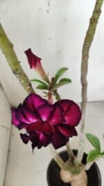 Planta Dobrada 2893 – 40cm – 03 anos - Imagem 4