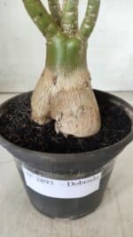 Planta Dobrada 2893 – 40cm – 03 anos - Imagem 7