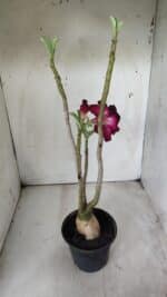 Planta Dobrada 2893 – 40cm – 03 anos - Imagem 6