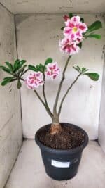 Planta Dobrada 2894 – 40cm – 04 anos - Imagem 2